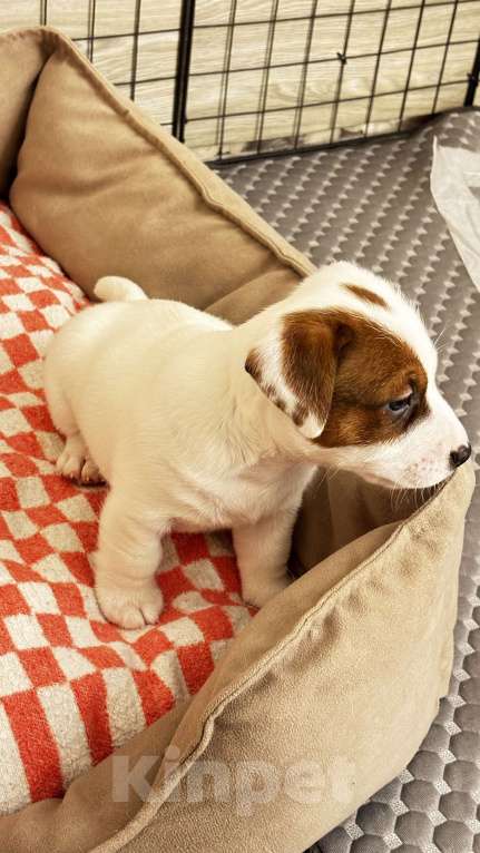 Собаки в Москве: Щенок джек-рассел-терьер от титулованных родителей Мальчик, 1 руб. - фото 1