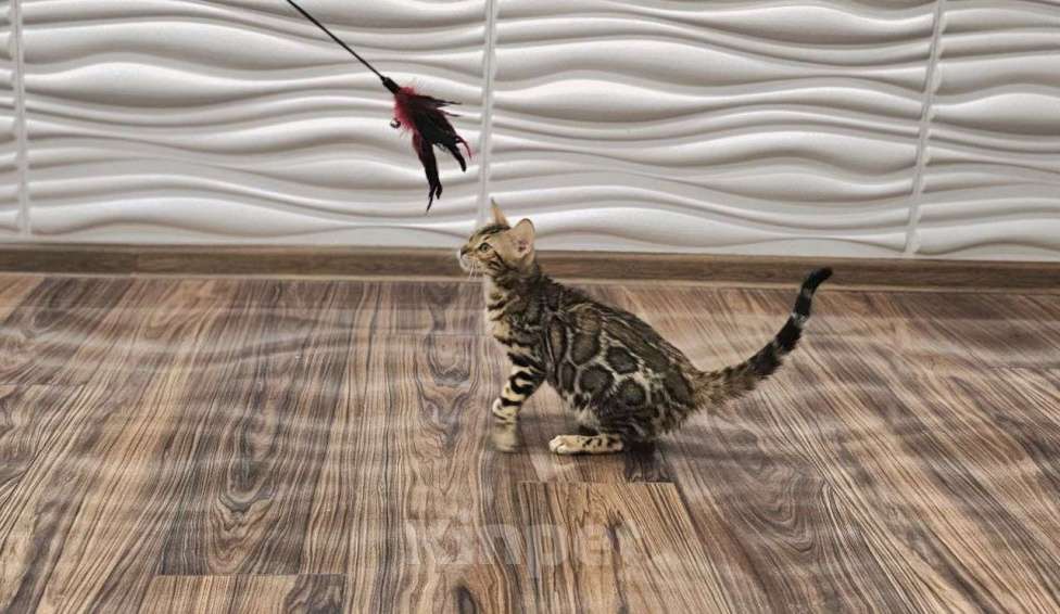 Кошки в Москве: Бенгальский котенок  Девочка, 35 000 руб. - фото 2