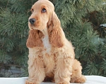 Собаки в Набережных Челнах: Щенки Английского кокер спаниеля Мальчик, 40 000 руб. - фото 1