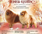 Собаки в Кемерово: Щенок Немецкого Шпица  Девочка, 60 000 руб. - фото 3