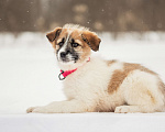 Собаки в других городах Московской области: Щенок в добрые руки Девочка, Бесплатно - фото 5