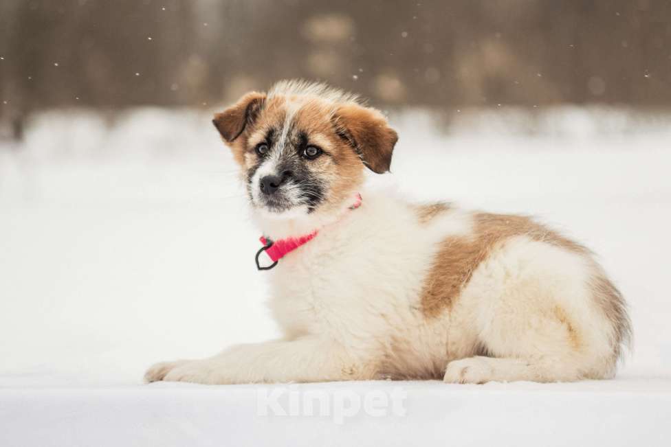 Собаки в других городах Московской области: Щенок в добрые руки Девочка, Бесплатно - фото 5