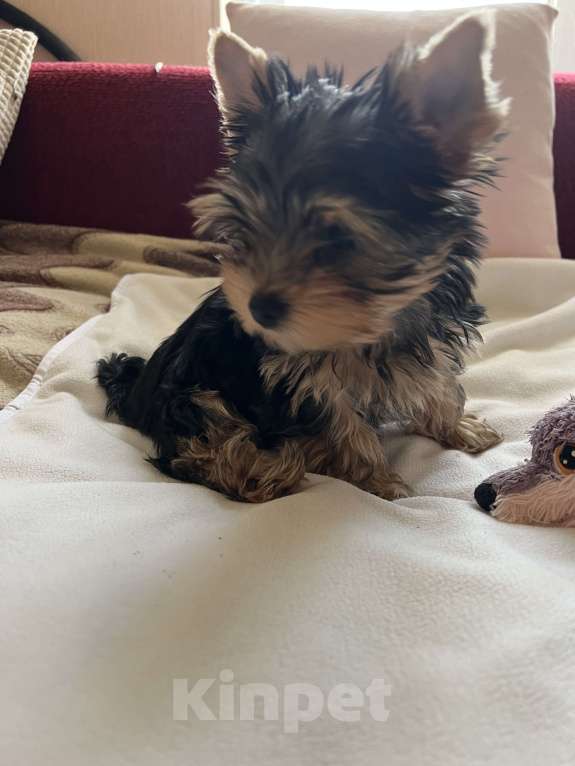 Собаки в Москве: Крошки горошки йоркширского терьера ищут маму! Разнополые, Бесплатно - фото 3