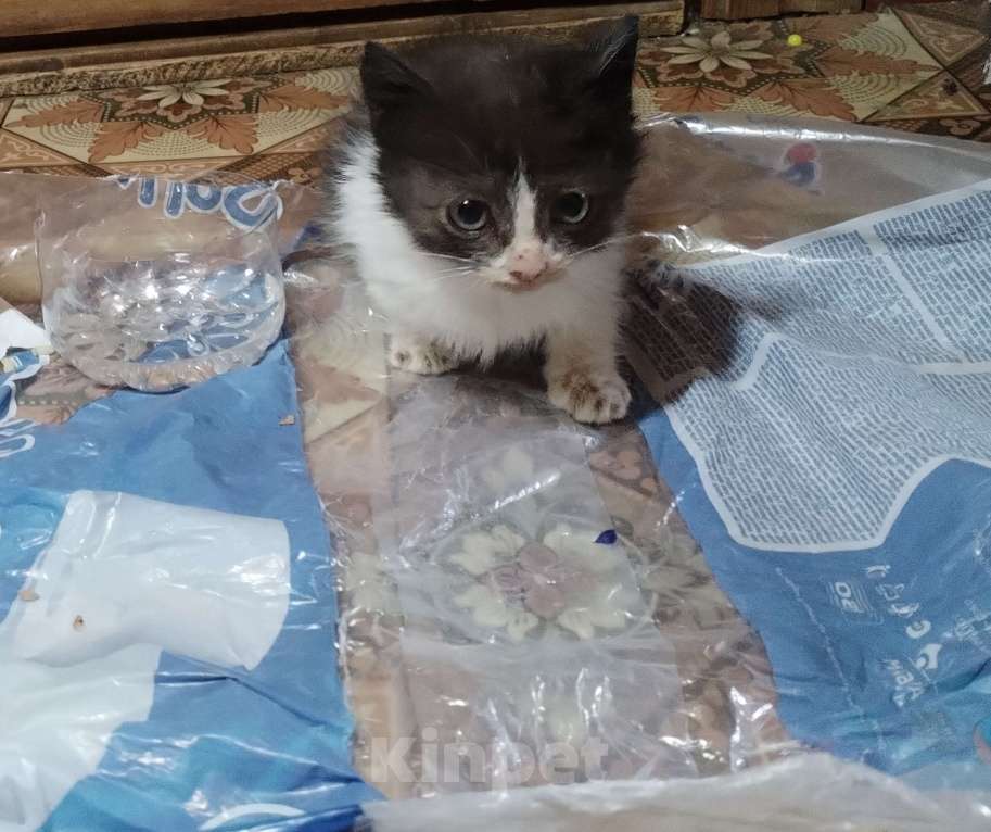 Кошки в Самаре: Котенок от кошки-мышеловки Девочка, Бесплатно - фото 1