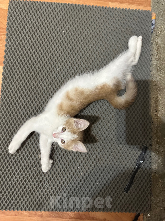Кошки в Москве: Отдам котенка Мальчик, Бесплатно - фото 4