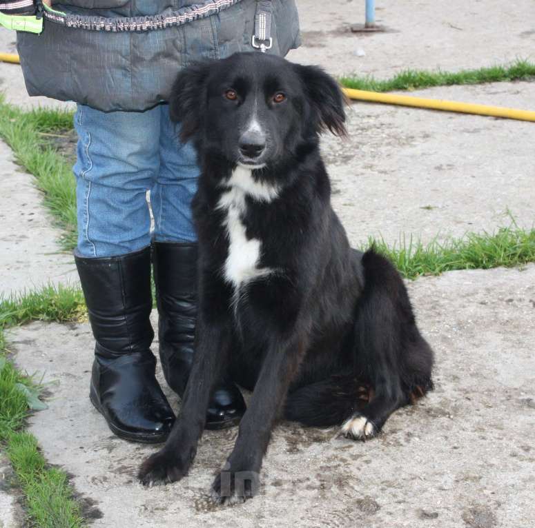 Собаки в Москве: Молоденькая красавица Оливка ищет свою родную семью  Девочка, Бесплатно - фото 7