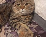 Кошки в Челябинске: Вислоухий котенок – истинный Мандарин! 🍊🐾 Мальчик, 5 000 руб. - фото 7