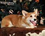 Собаки в других городах Московской области: Щенок вельш корги пемброк Девочка, 50 000 руб. - фото 2