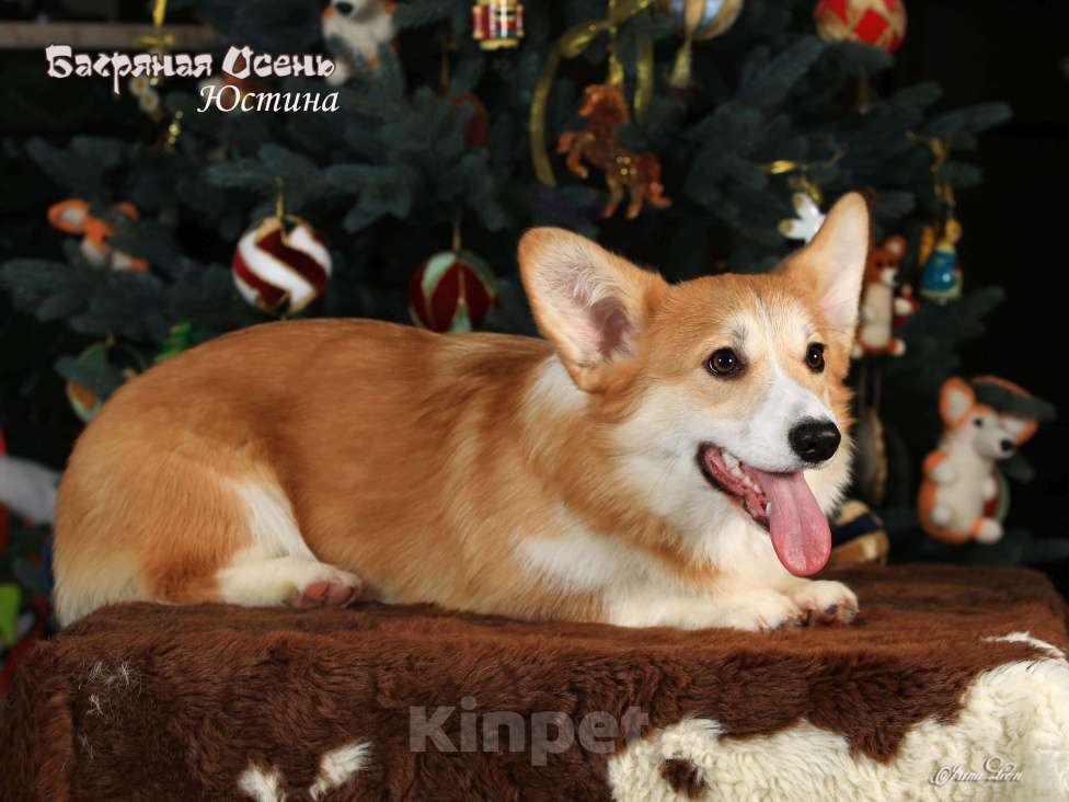 Собаки в других городах Московской области: Щенок вельш корги пемброк Девочка, 50 000 руб. - фото 2