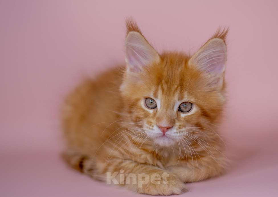 Кошки в Красноярске: Котята Мейн Кун Разнополые, 50 000 руб. - фото 1