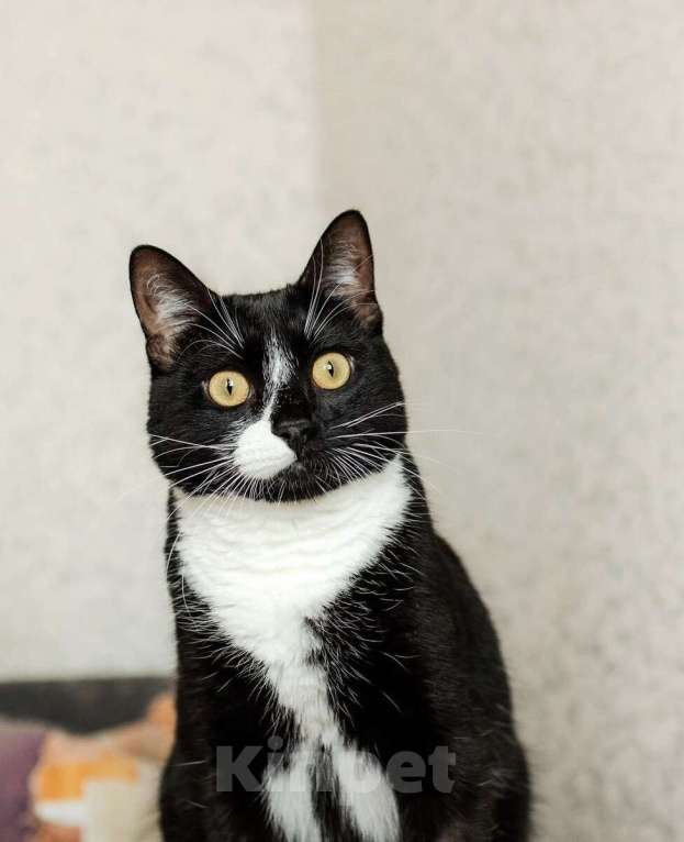 Кошки в Москве: Ищете друга своей кошке или коту? Наш идеальный кот Антонио ждет вас! Мальчик, 1 руб. - фото 6