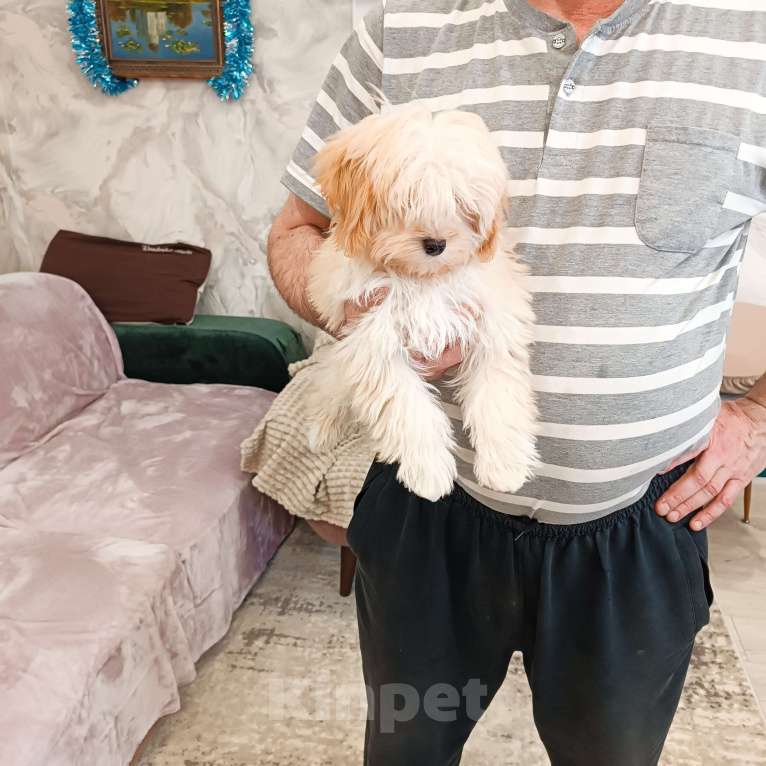 Собаки в Москве: Мальчик мальтипу ф1 Мальчик, 40 000 руб. - фото 1