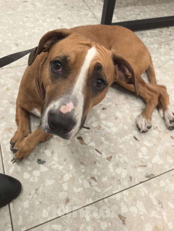 Собаки в Санкт-Петербурге: Мусенька в добрые руки Девочка, Бесплатно - фото 3