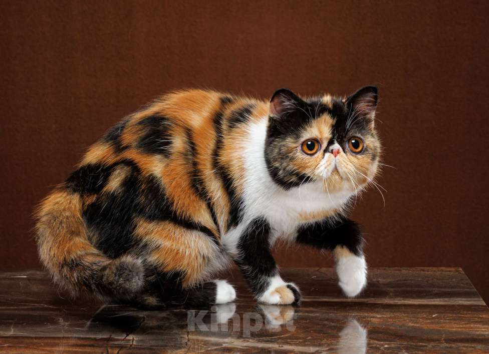 Кошки в Новосибирске: Экзотическая короткошерстная девочка Девочка, 35 000 руб. - фото 2