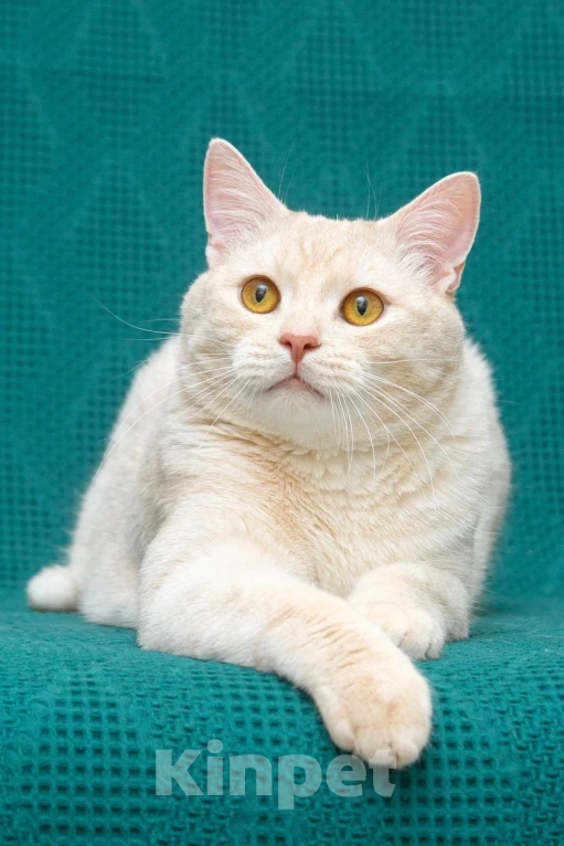 Кошки в Реутове: Взрослый кот в добрые руки Мальчик, Бесплатно - фото 2