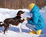 Собаки в Москве: Галактика ищет любящую семью Девочка, Бесплатно - фото 3