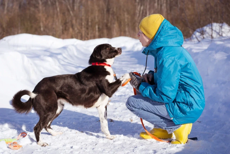 Собаки в Москве: Галактика ищет любящую семью Девочка, Бесплатно - фото 3