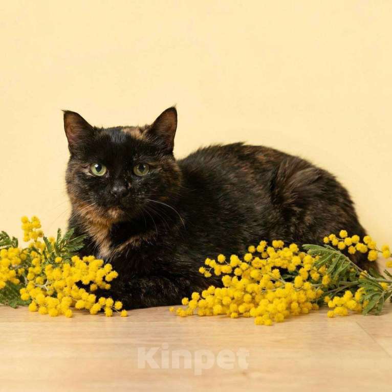 Кошки в Москве: Яшму никто не замечает Девочка, Бесплатно - фото 2