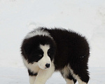 Собаки в других городах Владимирской области: щенок австралийской овчарки. Мальчик, 60 000 руб. - фото 6