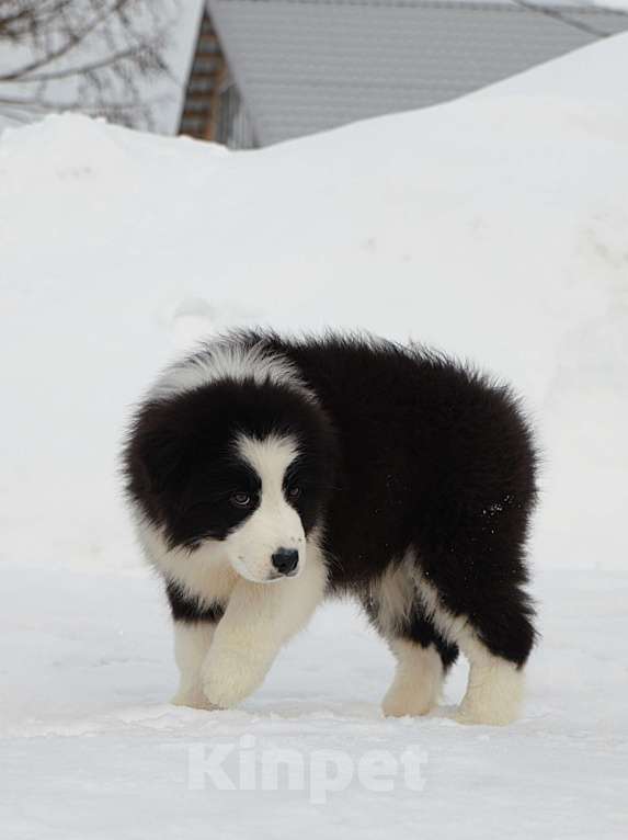Собаки в других городах Владимирской области: щенок австралийской овчарки. Мальчик, 60 000 руб. - фото 6
