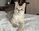 Кошки в Домодедово: Сингапура, Сингапурская кошка, котята , Москва Разнополые, Бесплатно - фото 4