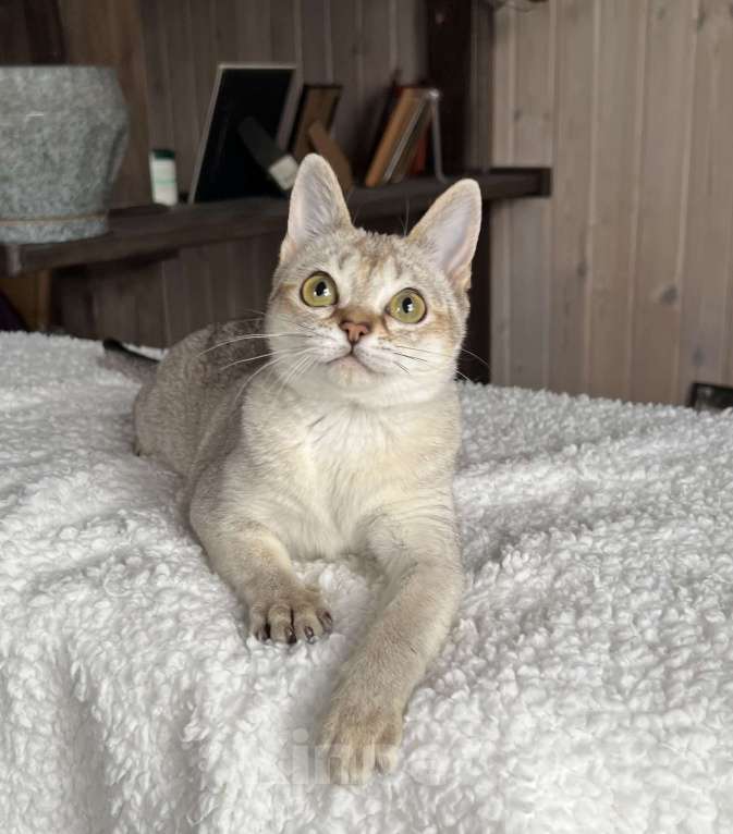 Кошки в Домодедово: Сингапура, Сингапурская кошка, котята , Москва Разнополые, Бесплатно - фото 4