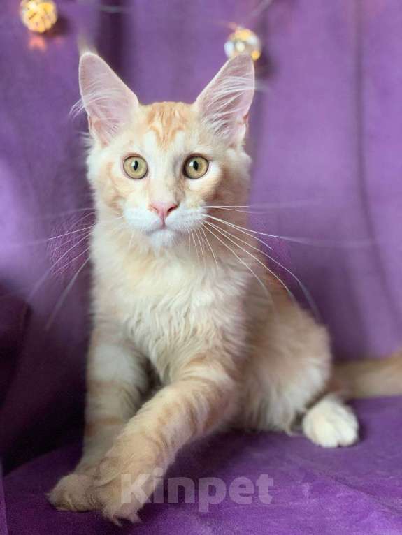 Кошки в Челябинске: КОТЕНОК МЕЙН-КУН  Мальчик, Бесплатно - фото 1