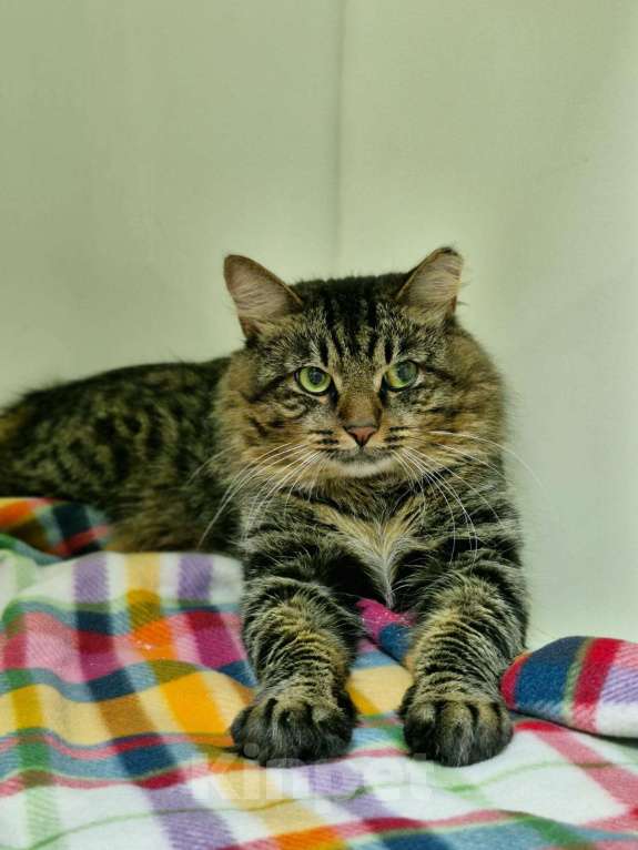 Кошки в Москве: Замурчательный кот Барсолино Мальчик, Бесплатно - фото 1