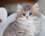 Кошки в Владивостоке: Британский длинношерстный котенок  Мальчик, 70 000 руб. - фото 3
