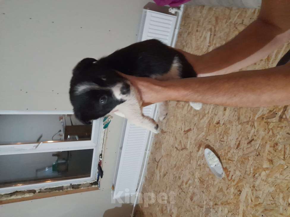 Собаки в Самаре: Отдаю щенка мелкой породы с нетбычнвй окрасом Мальчик, 10 руб. - фото 2