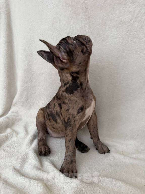 Собаки в Санкт-Петербурге: Французский бульдог щенок Девочка, 40 000 руб. - фото 2