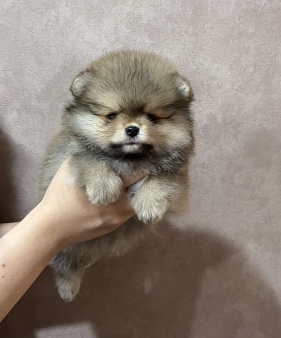 Щенки шпица