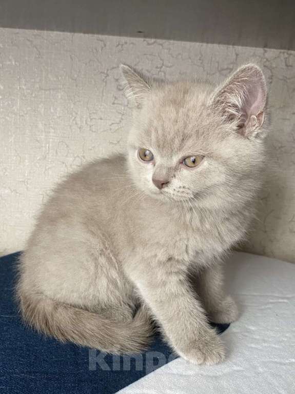 Кошки в Новороссийске: Британские котята в редких окрасах  Мальчик, 35 000 руб. - фото 1