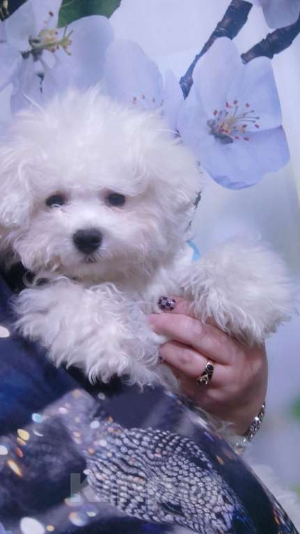 Собаки в Туле: Мини бишон фризе Девочка, 80 000 руб. - фото 1