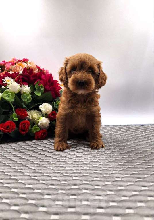 Собаки в Новосибирске: Щенки пуделя Разнополые, Бесплатно - фото 2