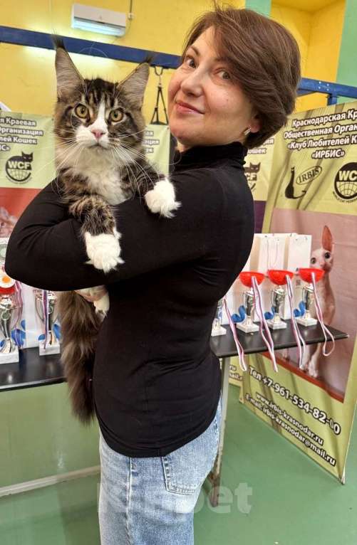 Кошки в Краснодаре: Котенок мейн-кун с шоу темпераментом  Мальчик, 30 000 руб. - фото 6