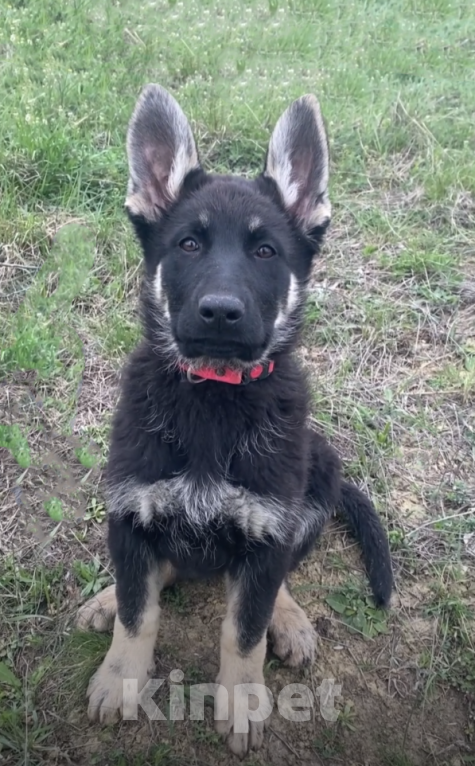 Собаки в других городах Крыма: Щенок девочка крупная Девочка, 45 000 руб. - фото 1