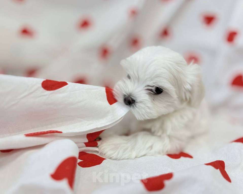 Собаки в Санкт-Петербурге: Мальтезики Мальчик, Бесплатно - фото 2