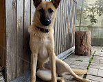 Собаки в Нижнем Тагиле: Чудесная Лайма ищет уютный дом! 🏠  Девочка, Бесплатно - фото 1
