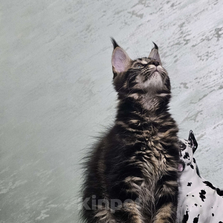 Кошки в Кисловодске: Питомник AnElKron, продажа котят Мальчик, 80 000 руб. - фото 2