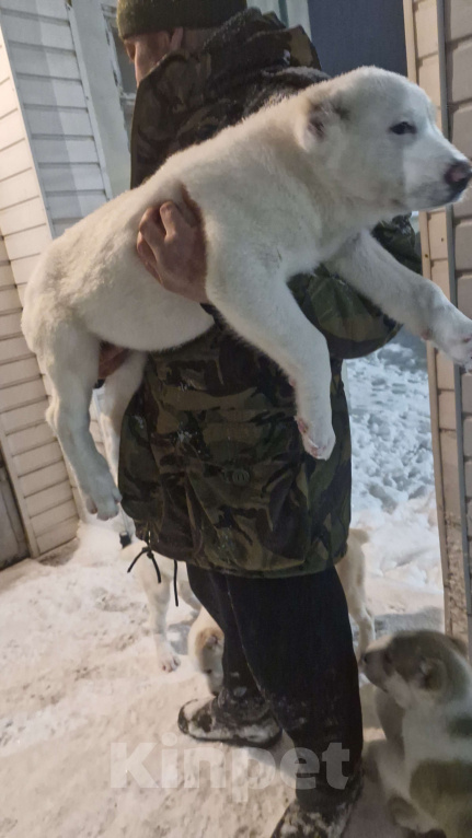 Собаки в Клинцах: Продам щенка Девочка, Бесплатно - фото 4