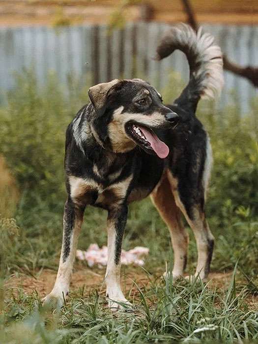 Собаки в Нижнем Новгороде: Очень нужны добрые дома подросткам-собакам, отличным охранникам Девочка, 10 руб. - фото 8