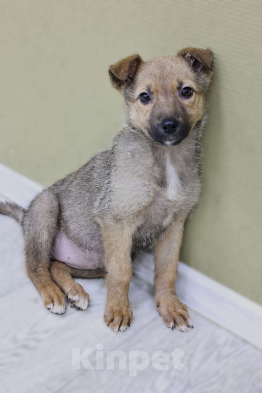 Собаки в Москве: Щенки бесплатно в Москве Девочка, Бесплатно - фото 8