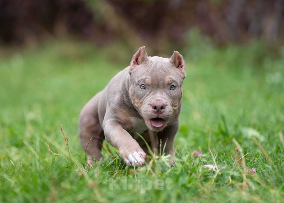 Собаки в Санкт-Петербурге: Предлагаются к продаже щенки американского булли  Девочка, 100 000 руб. - фото 3