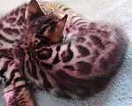 Кошки в Санкт-Петербурге: Бенгальская кошечка Девочка, 55 000 руб. - фото 2