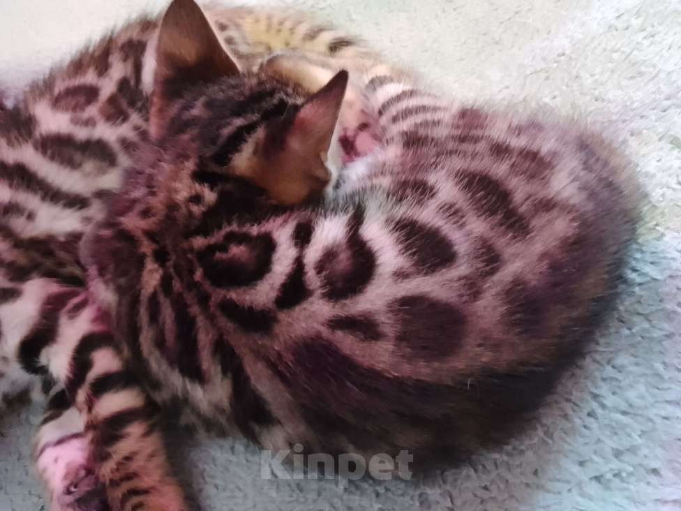 Кошки в Санкт-Петербурге: Бенгальская кошечка Девочка, 55 000 руб. - фото 2