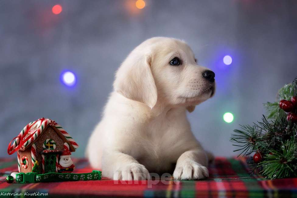 Собаки в Москве: Щенок лабрадора  Мальчик, 80 000 руб. - фото 4