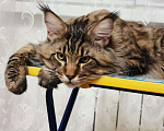 Кошки в Баксане: Мейн-кун мальчик на вязку Мальчик, 4 руб. - фото 1