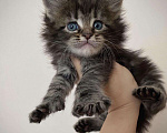 Кошки в Малмыже: Настоящие мейн куны, 40 000 руб. - фото 4