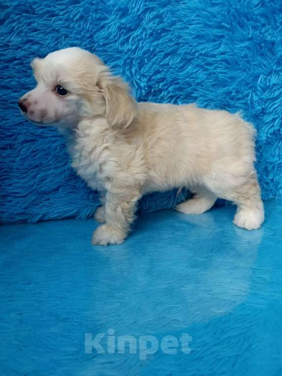 Собаки в Санкт-Петербурге: Белый медвежонок  Мальчик, 20 000 руб. - фото 4